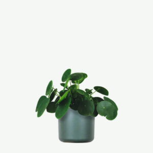 Pilea Peperomioides