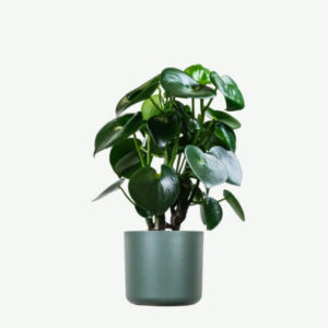 Ficus Decora Cabernet